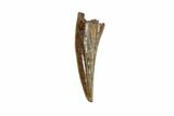 Raptor (Paronychodon?) Tooth - Hell Creek Formation, Montana #97365-1
